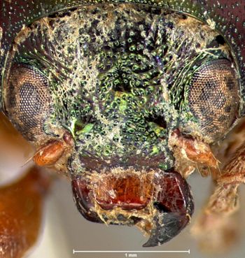 Media type: image; Entomology 9484   Aspect: head frontal view
